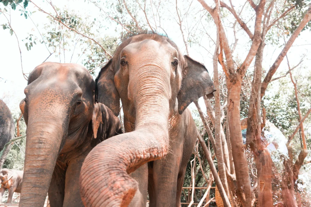 Santuario degli elefanti in Thailandia